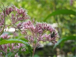 joe-pye weed