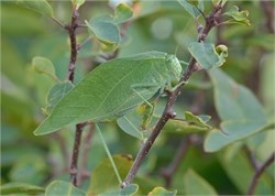 katydid katydid