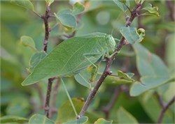 katydid