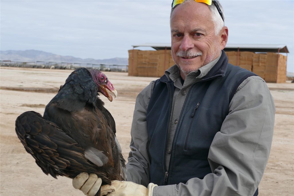Keith Bildstein with a Turkey Vulture