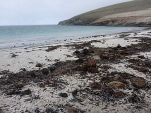 kelp wrack kelp wrack