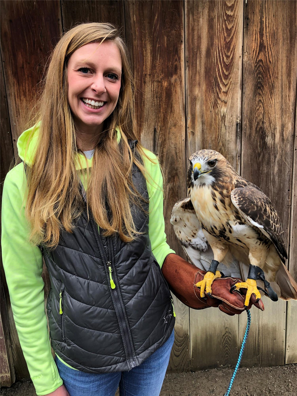 Red-tailed Hawk The Peregrine Fund
