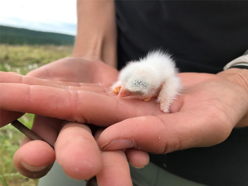 Monitoring kestrel chicks
