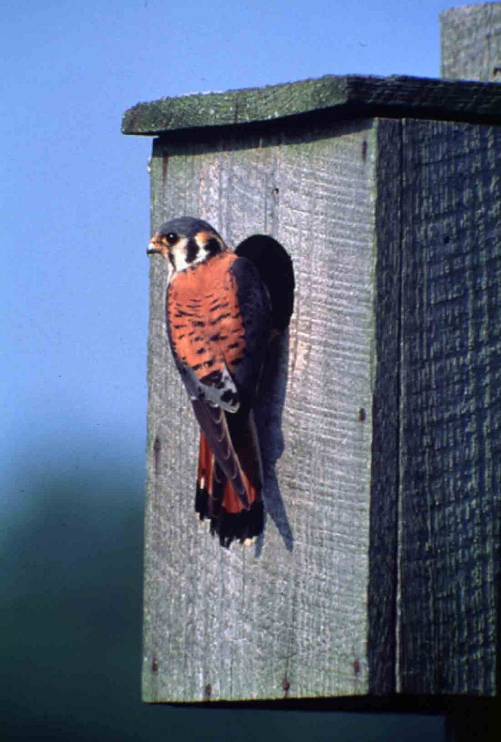 American kestrels will use a nest box when cavities are unavailable