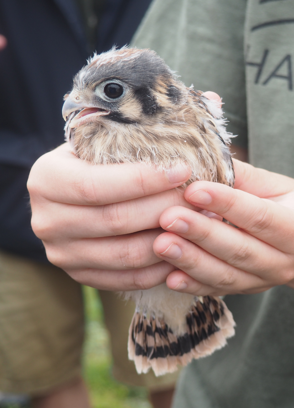 American kestrel chick American kestrel chick