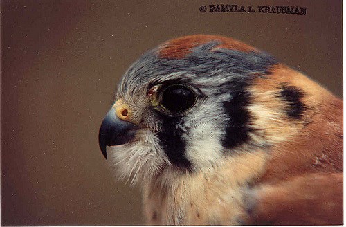 American kestrels have distinctive slate gray markings
