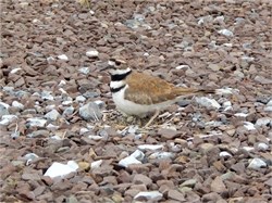 killdeer killdeer