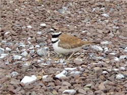 killdeer