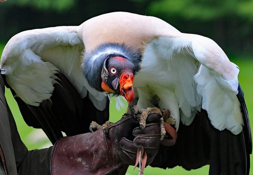 King Vulture