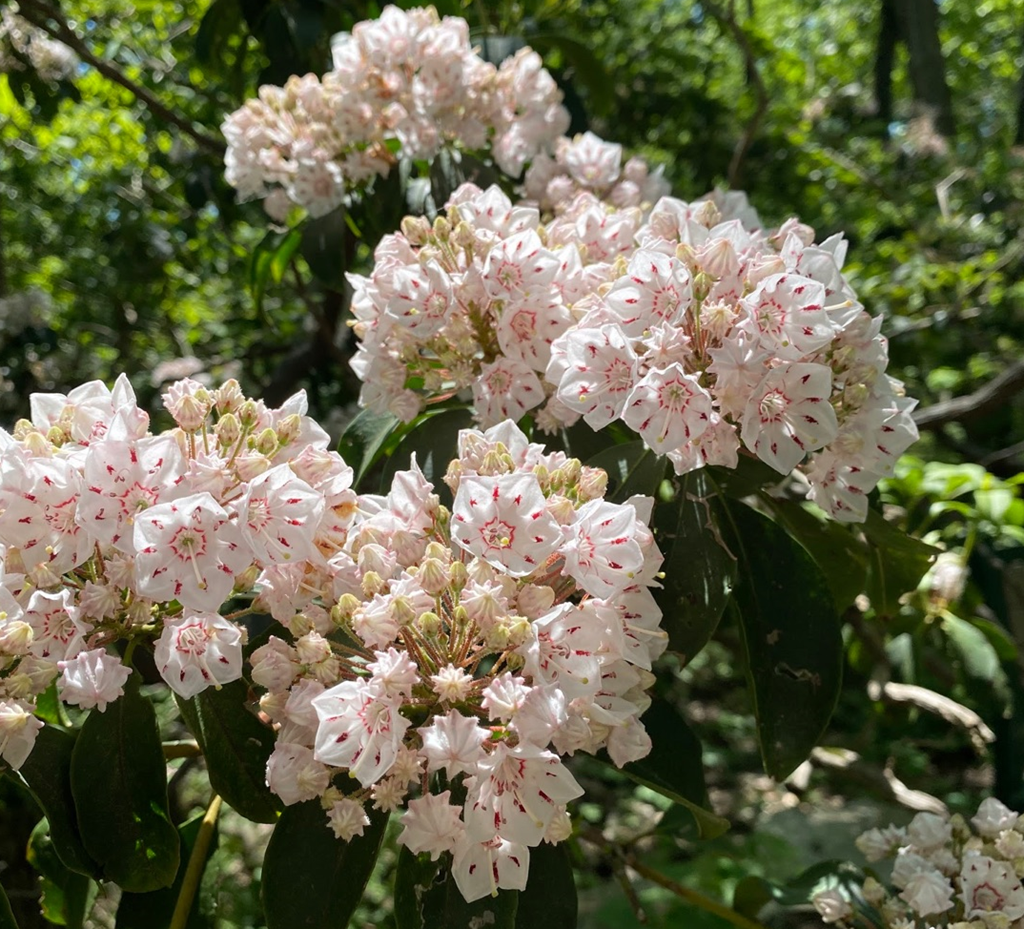 Mountain Laurel Mountain Laurel