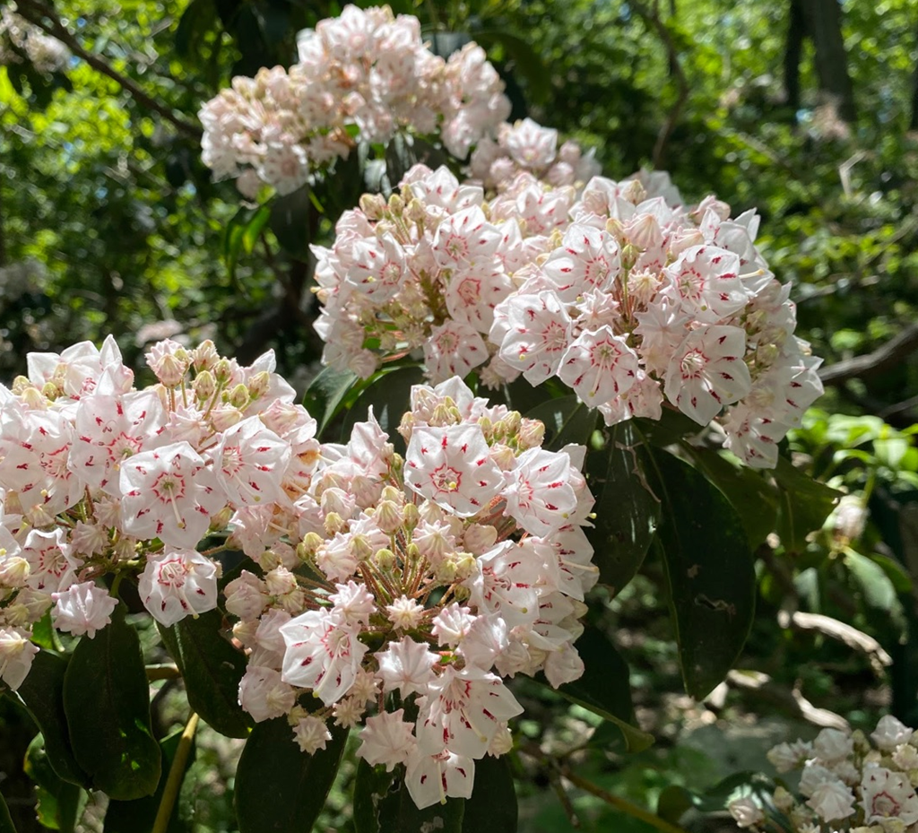 Mountain Laurel