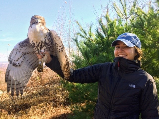 Lauren with a banded red-tailed hawk.