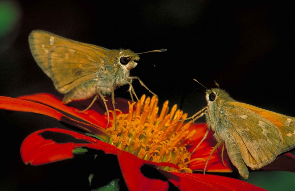 Leonard's Skipper Butterfly Leonard's Skipper Butterfly