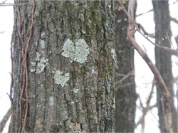 lichen lichen