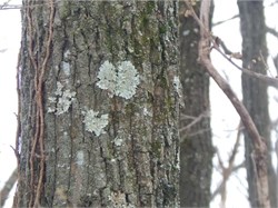 lichen