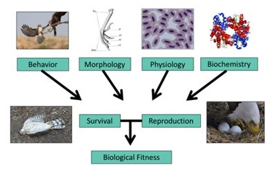 Life History Diagram Life History Diagram