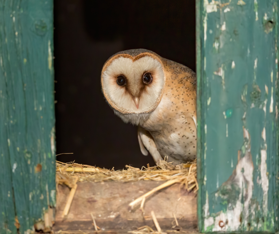 Barn Owl Barn Owl