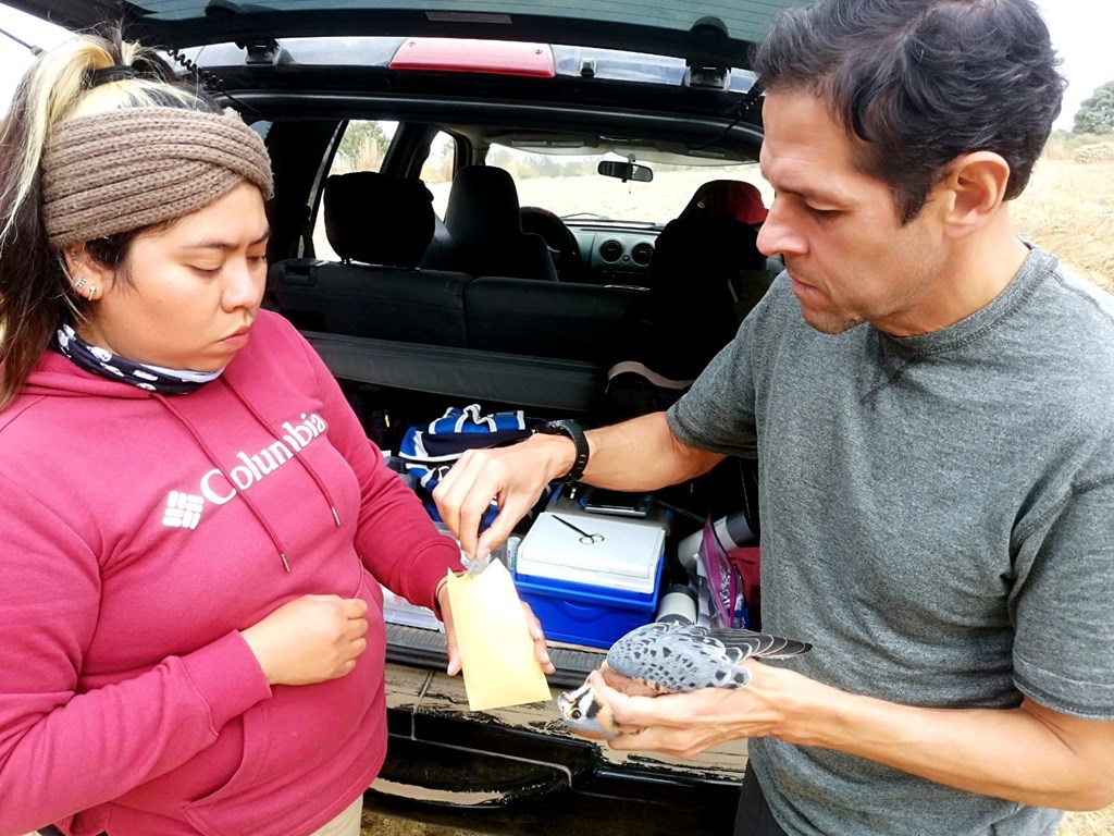 Ernesto and PhD student Lillian collect blood and feather samples from an American Kestrel Ernesto and PhD student Lillian collect blood and feather samples from an American Kestrel