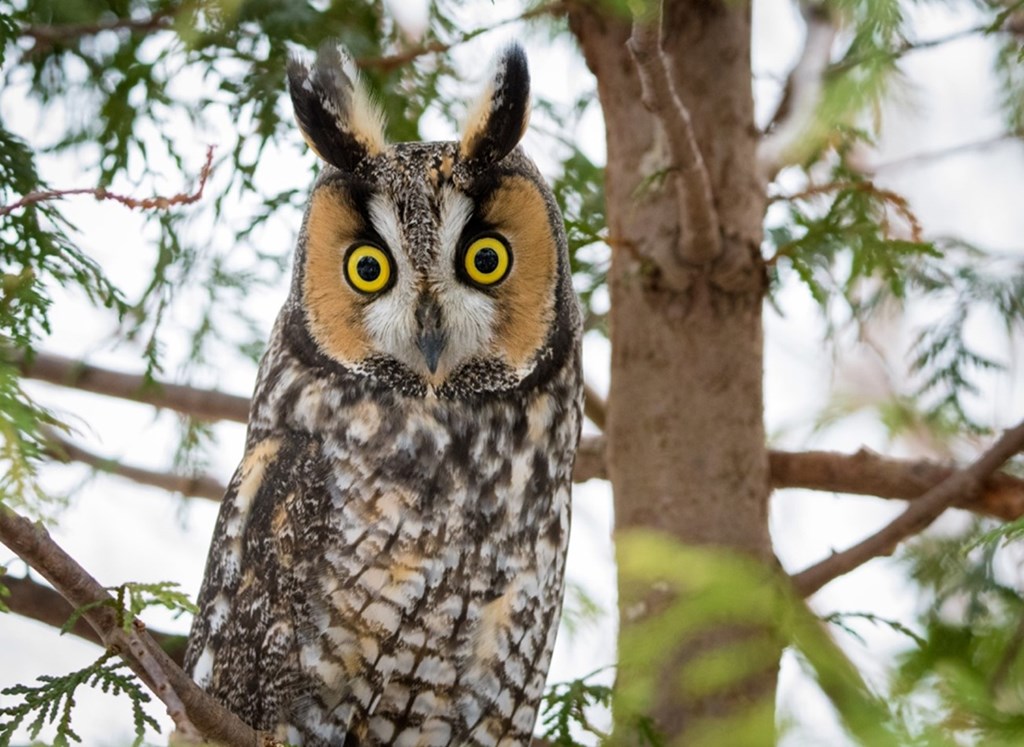 Long-eared Owl