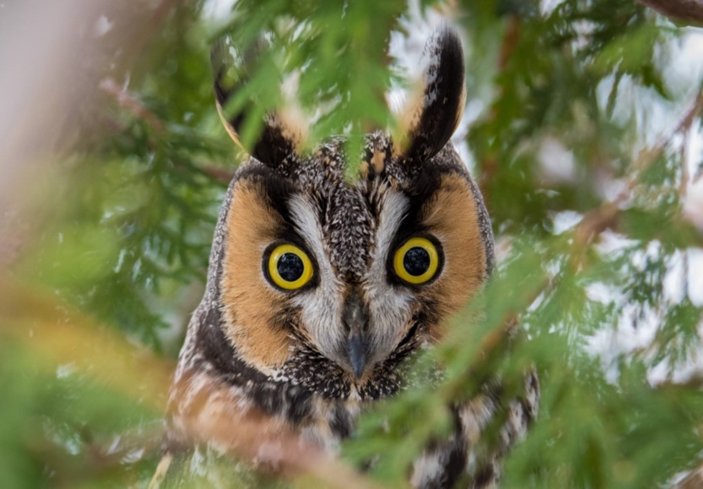 Long-eared Owl Close Up