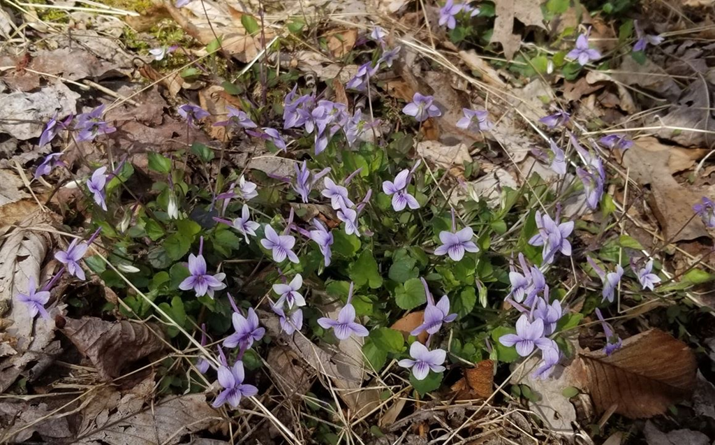 Long-spurred Violets Long-spurred Violets