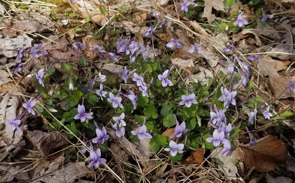 Long-spurred Violets