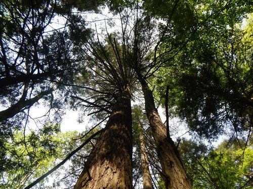 looking up tree