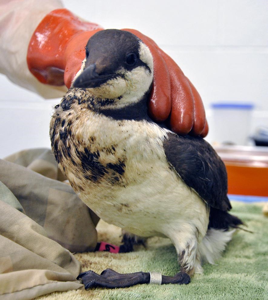 loon for autumn lecture series talk by Dr. Nina Schoch