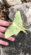 luna moth