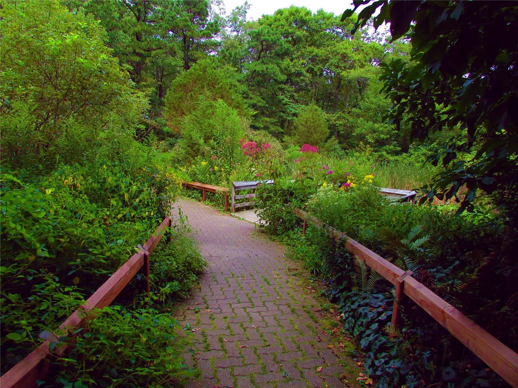 Native Habitat Garden in Summer