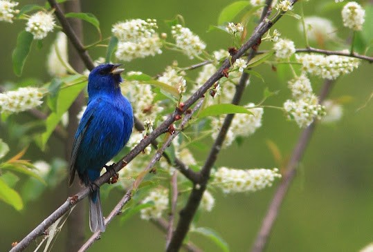 Male Indigo Bunting Male Indigo Bunting