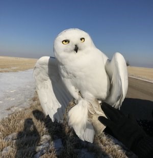 Male snowy owl trapped and tagged in Saskatchewan.