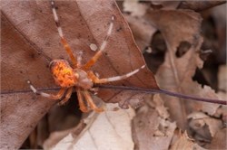 marbled orbweaver marbled orbweaver