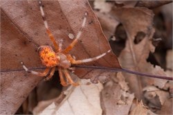 marbled orbweaver