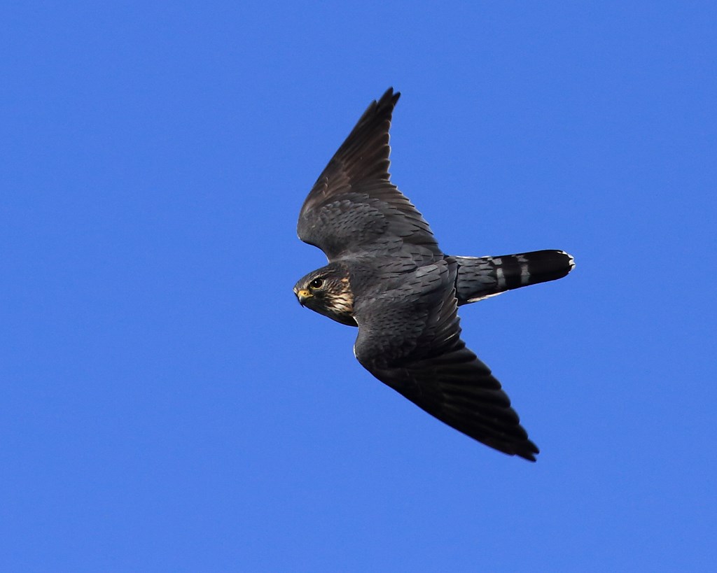 Merlin in Flight