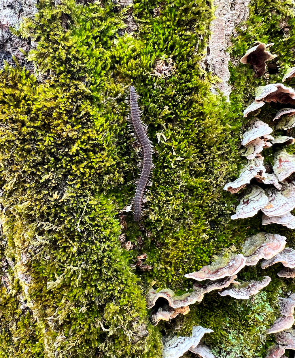 A Millipede Contrasted by Moss on a Tree Stump
