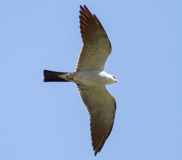 Mississippi Kite in Flight Mississippi Kite in Flight