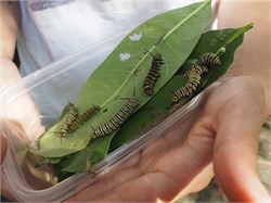 monarch caterpillars