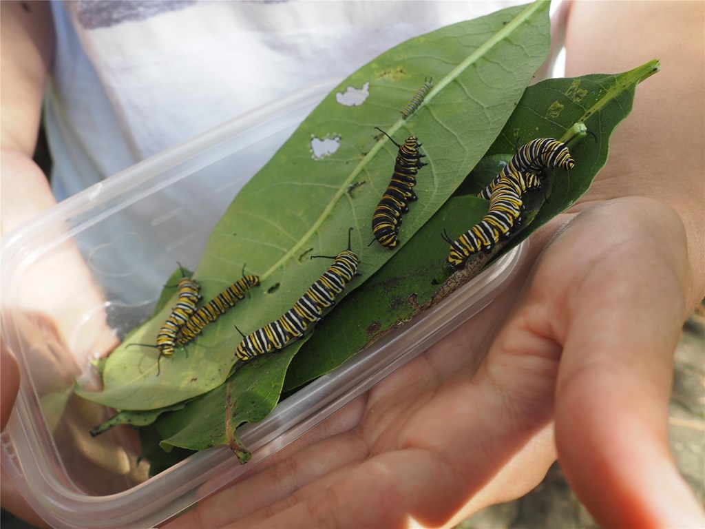 An intern holding several monarch caterpillars on milkweed.