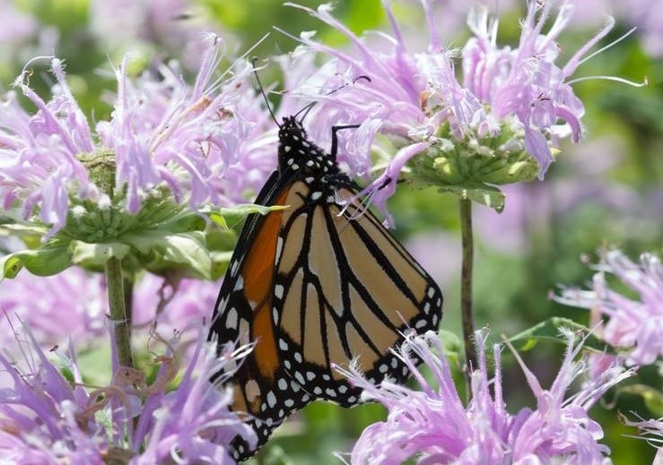 monarch on Lilac Bergamot by David McNicholas