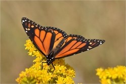 monarch monarch