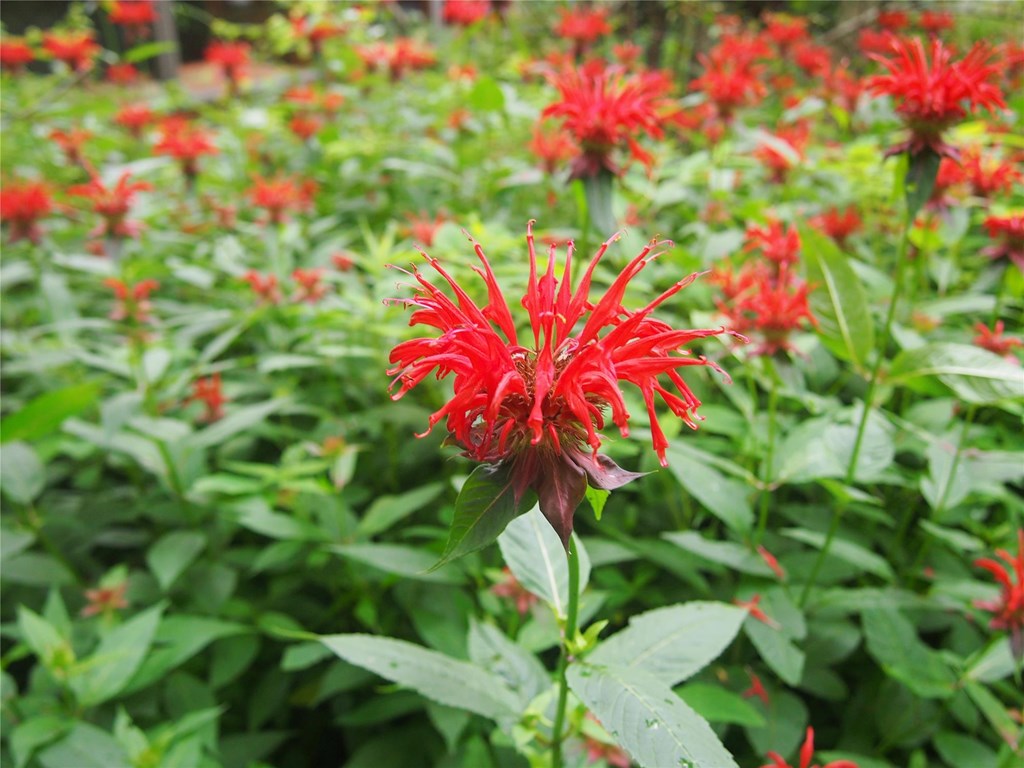 Scarlet Bee Balm Scarlet Bee Balm