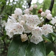mountain laurel mountain laurel