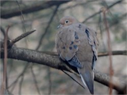mourning dove mourning dove