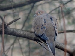 mourning dove