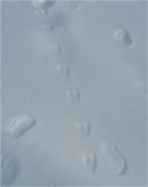 mouse tracks in snow mouse tracks in snow