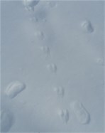 mouse tracks in snow