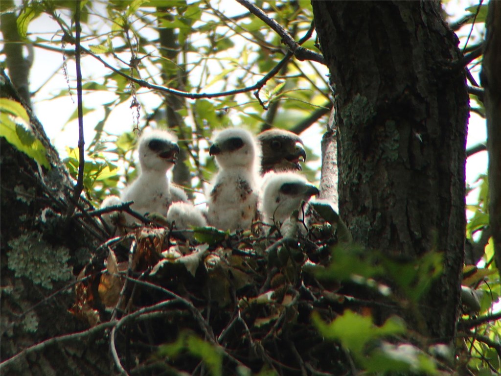 Broadwinged Hawks Hawk Mountain Sanctuary Learn Visit Join