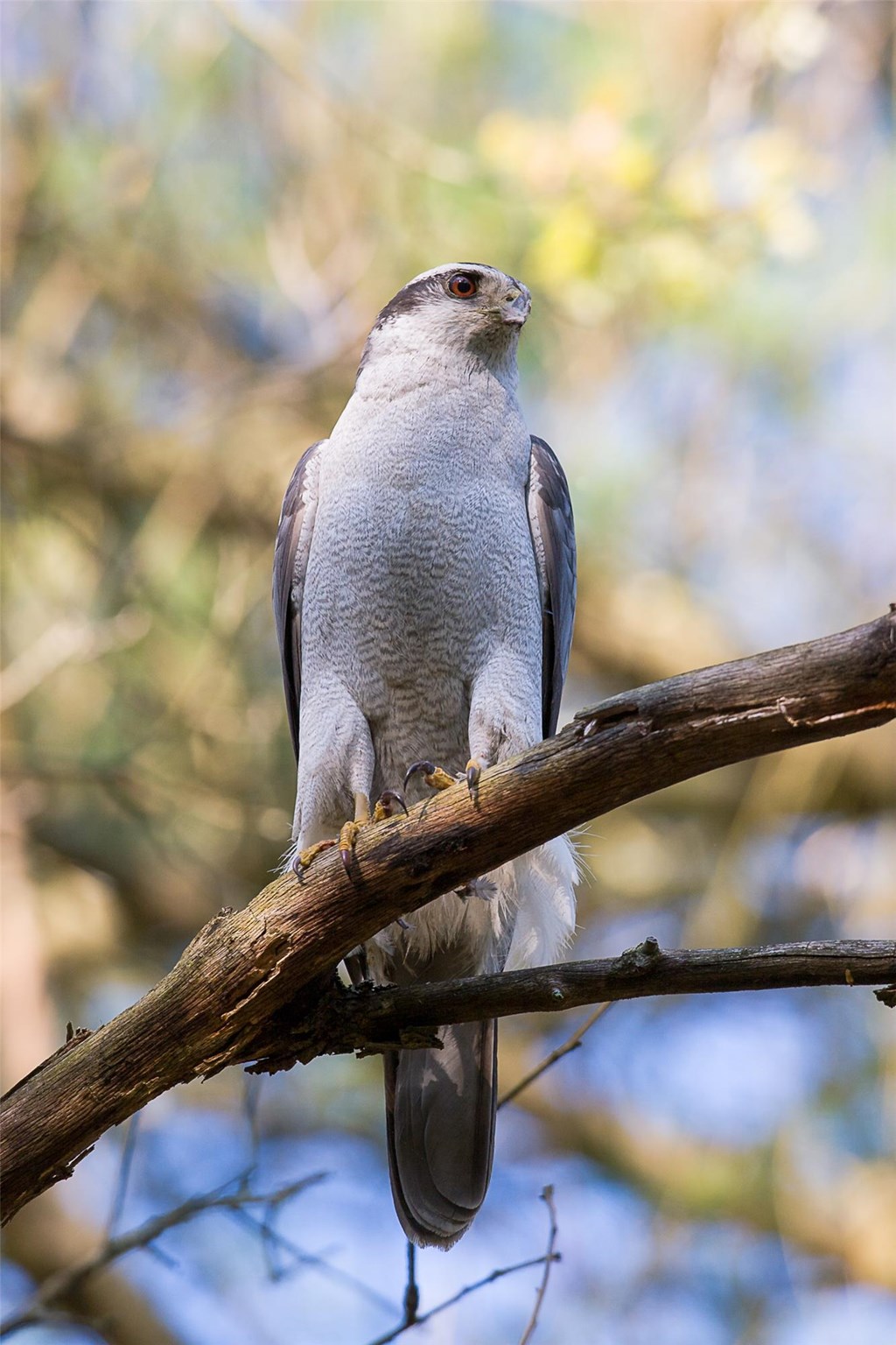 Northern Goshawk Northern goshawk perched on a tree branch