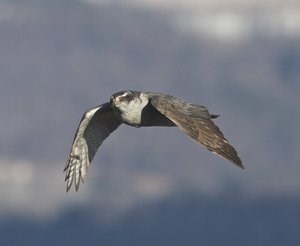 northern goshawk in flight